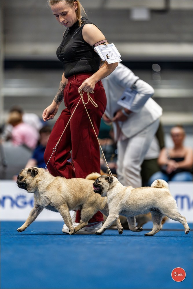 Dog Show Liege 🇧🇪 2026