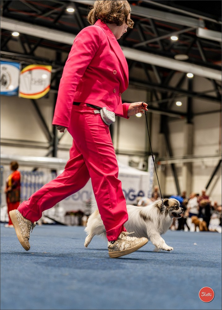 Dog Show Liege 🇧🇪 2026