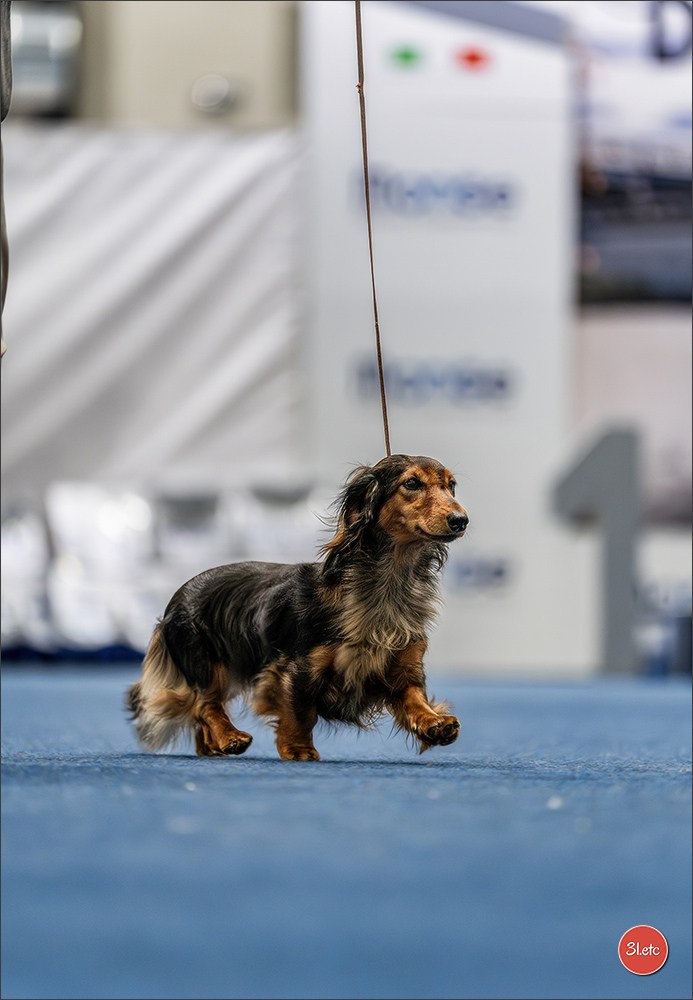 Dog Show Liege 🇧🇪 2026