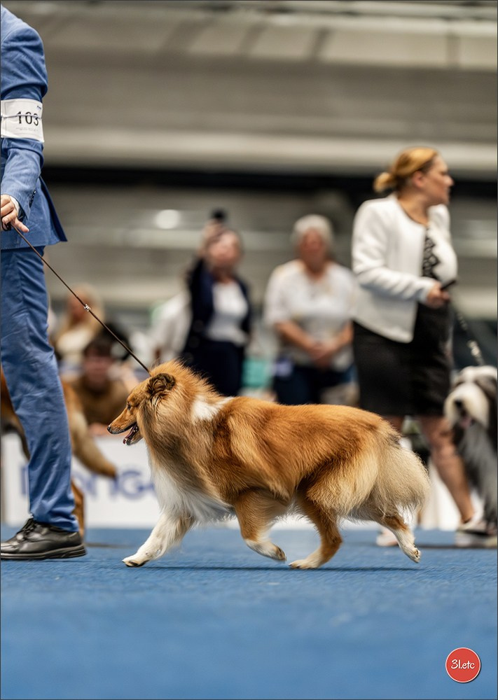 Dog Show Liege 🇧🇪 2026