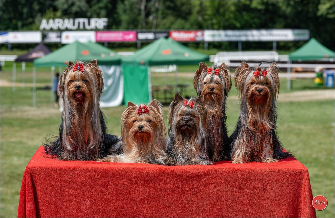 🇨🇭 Aarau Dog Show 2026