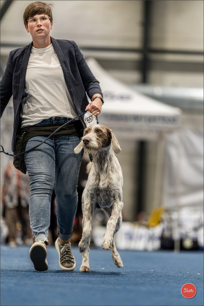 Dog Show Liege 🇧🇪 2026