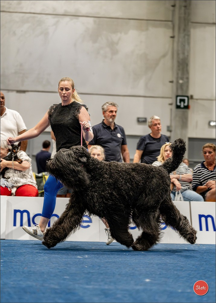 Dog Show Liege 🇧🇪 2026
