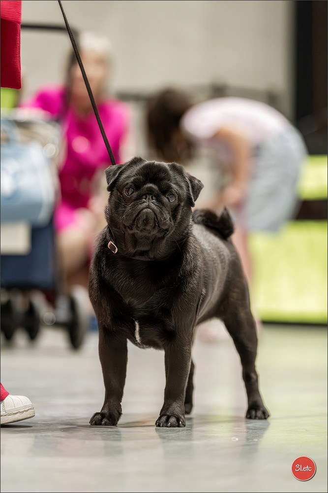 Dog Show Liege 🇧🇪 2026