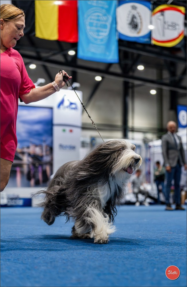 Dog Show Liege 🇧🇪 2026