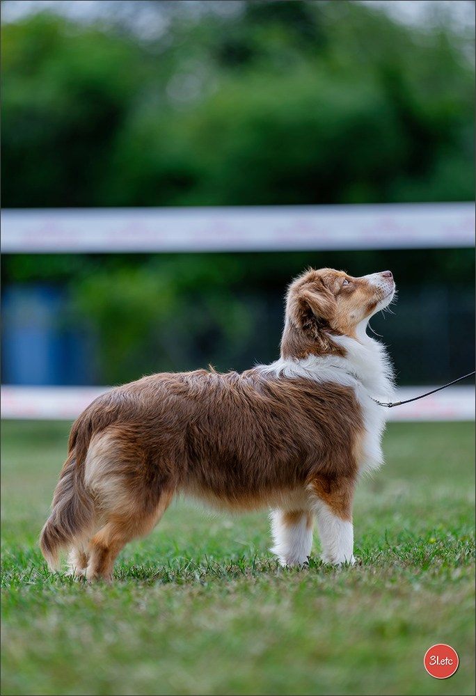 R.E. Berger Blanc Suisse - Beinheim 🇫🇷 (67)