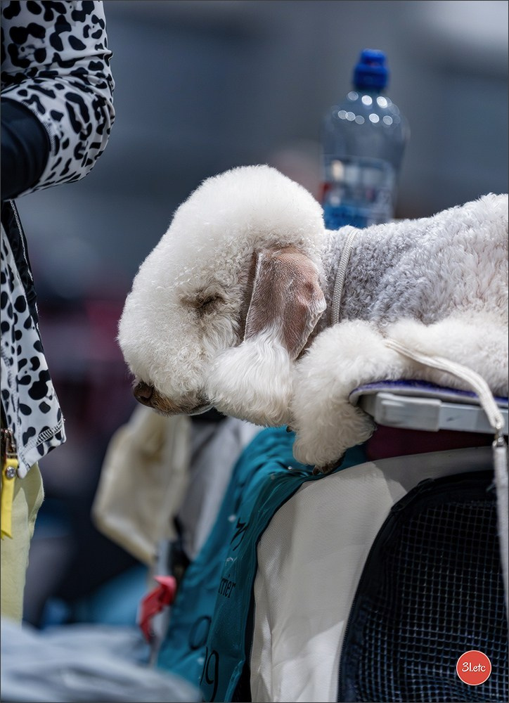 Dog Show Liege 🇧🇪 2026