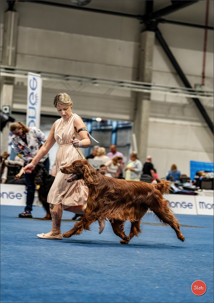 Dog Show Liege 🇧🇪 2026