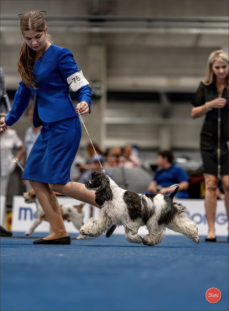 Dog Show Liege 🇧🇪 2026