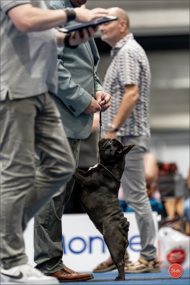 Dog Show Liege 🇧🇪 2026