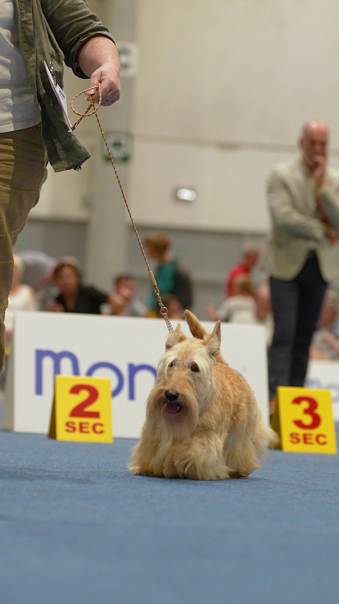 Dog Show Liege 🇧🇪 2026