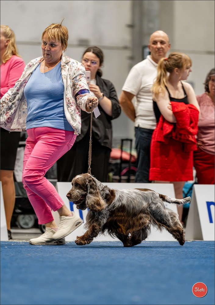 Dog Show Liege 🇧🇪 2026