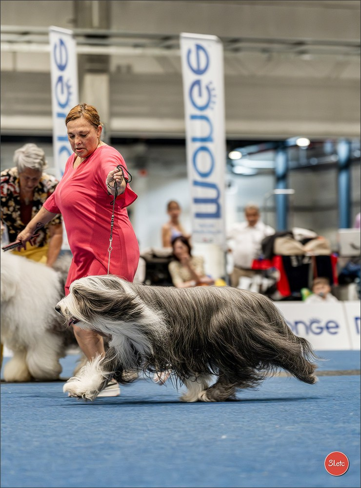 Dog Show Liege 🇧🇪 2026
