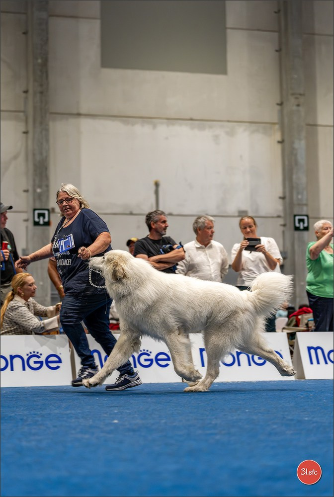Dog Show Liege 🇧🇪 2026