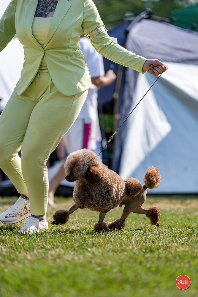 🇨🇭 Aarau Dog Show 2026