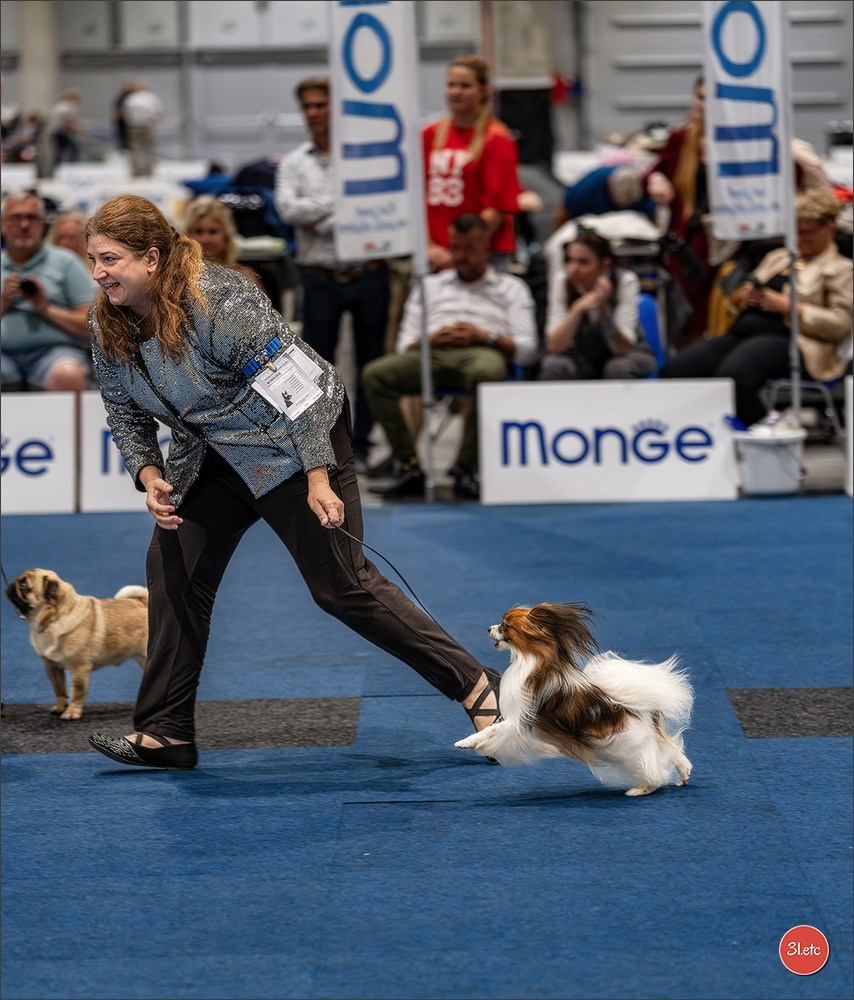 Dog Show Liege 🇧🇪 2026
