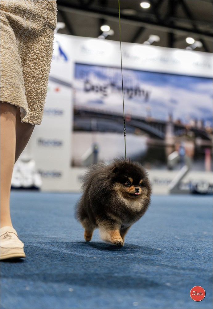 Dog Show Liege 🇧🇪 2026