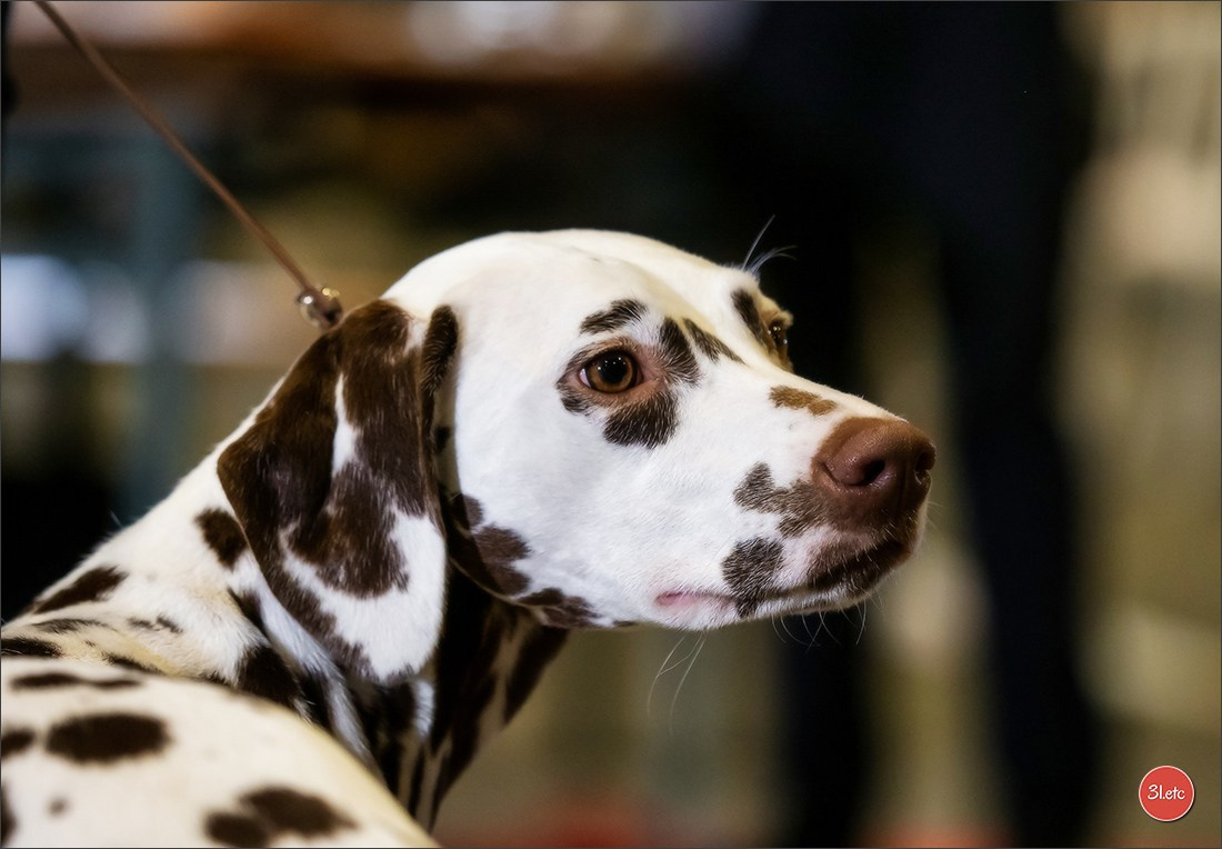 Photographie animalière. Photographe à Strasbourg | Portraits, Studio, Enfants, Événements