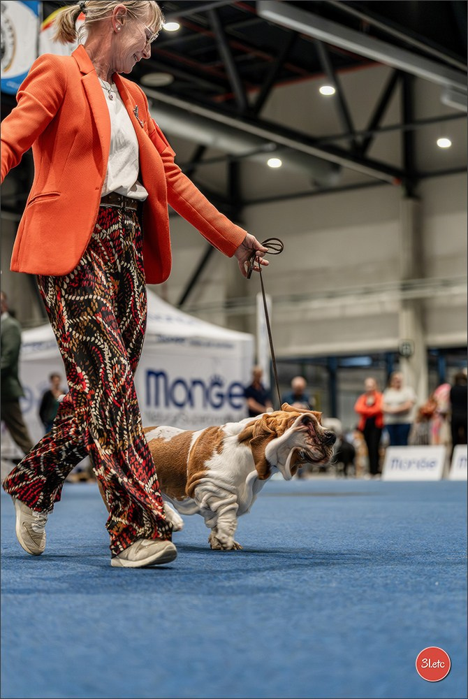 Dog Show Liege 🇧🇪 2026