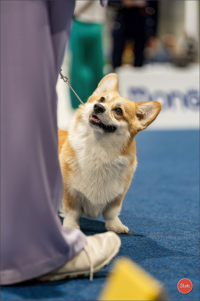 Dog Show Liege 🇧🇪 2026