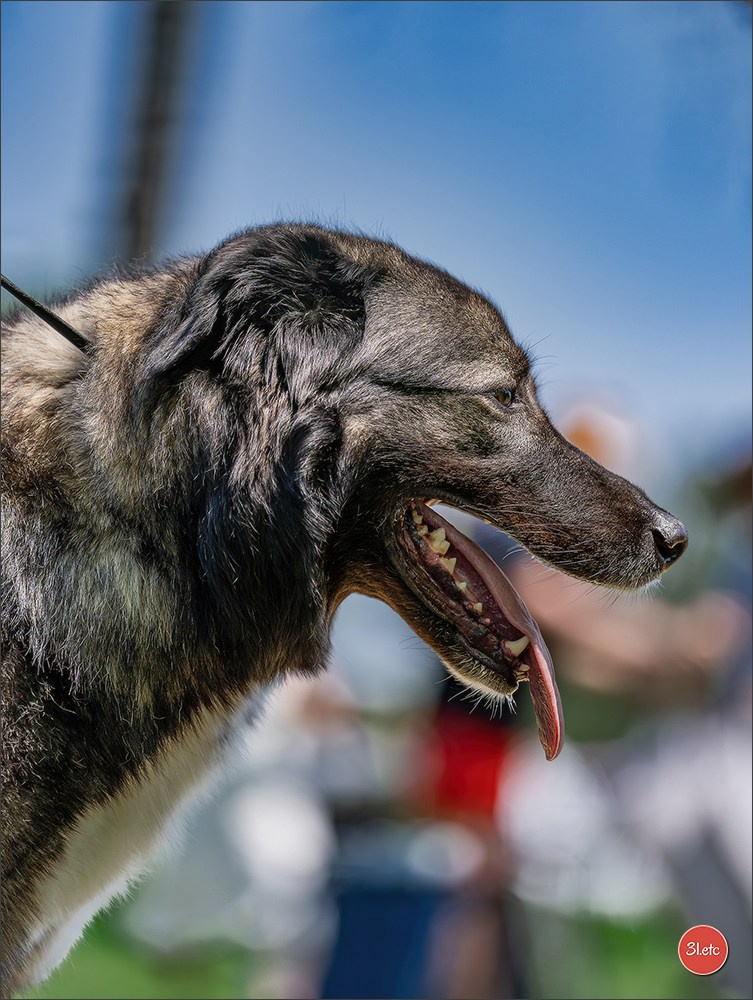 🇨🇭 Aarau Dog Show 2026