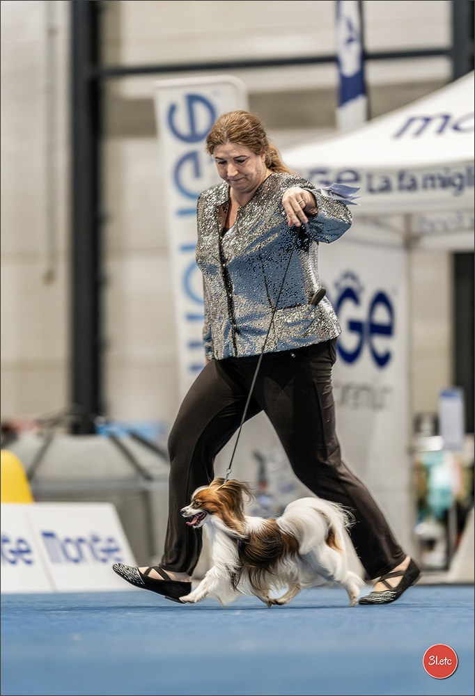Dog Show Liege 🇧🇪 2026