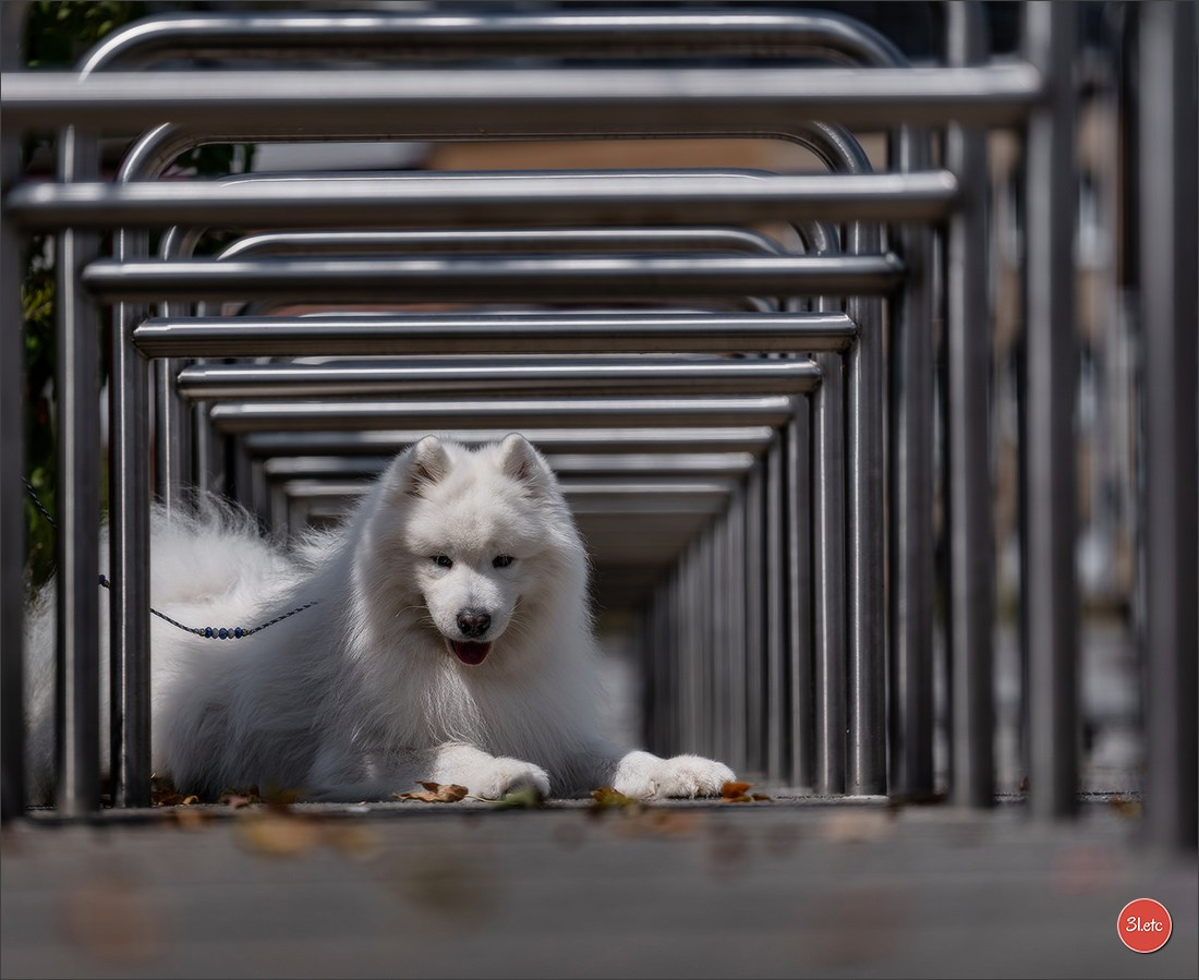 Dog Show Liege 🇧🇪 2026