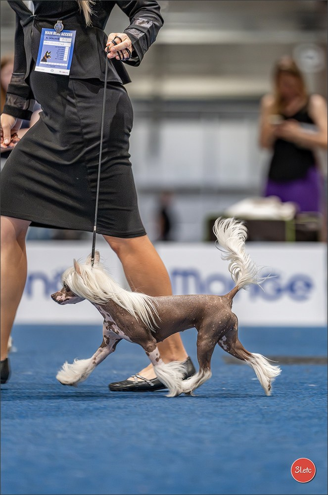 Dog Show Liege 🇧🇪 2026