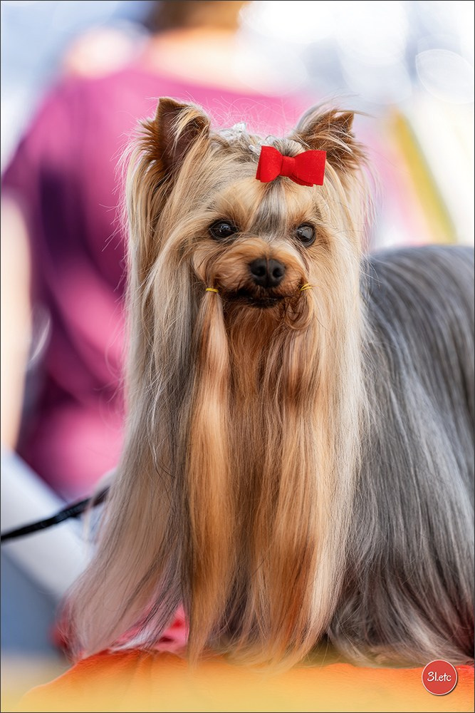 🇨🇭 Aarau Dog Show 2026