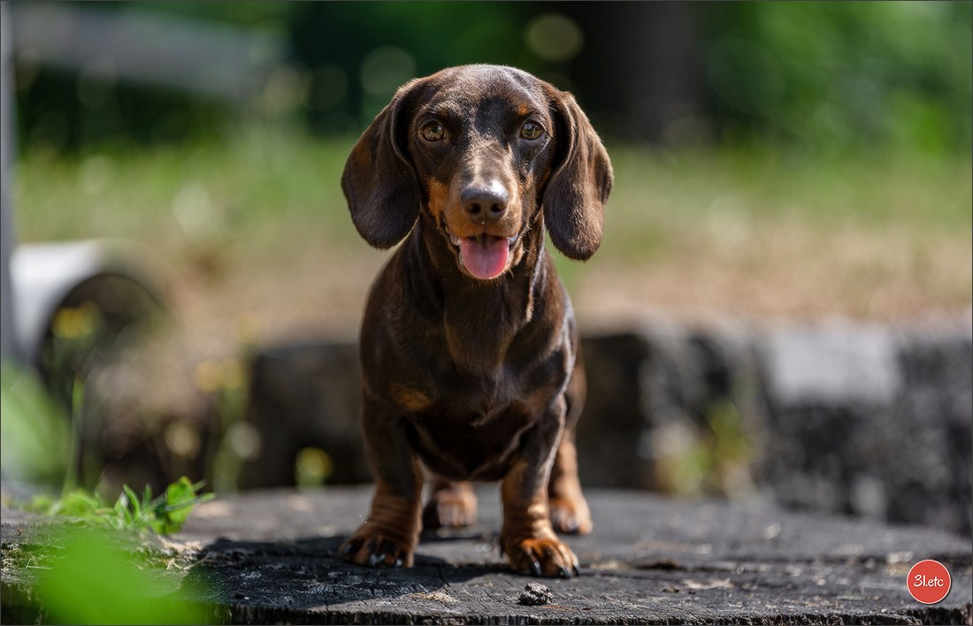 🇨🇭 Aarau Dog Show 2026