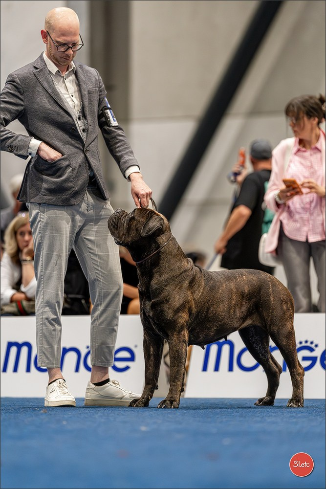 Dog Show Liege 🇧🇪 2026