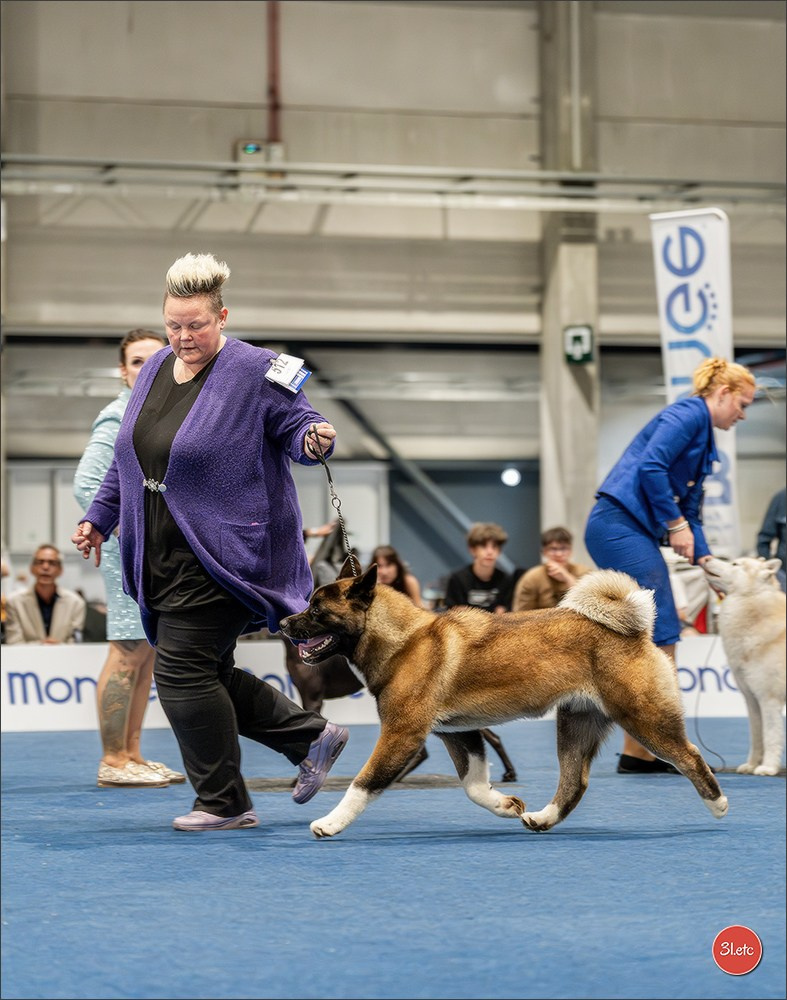 Dog Show Liege 🇧🇪 2026