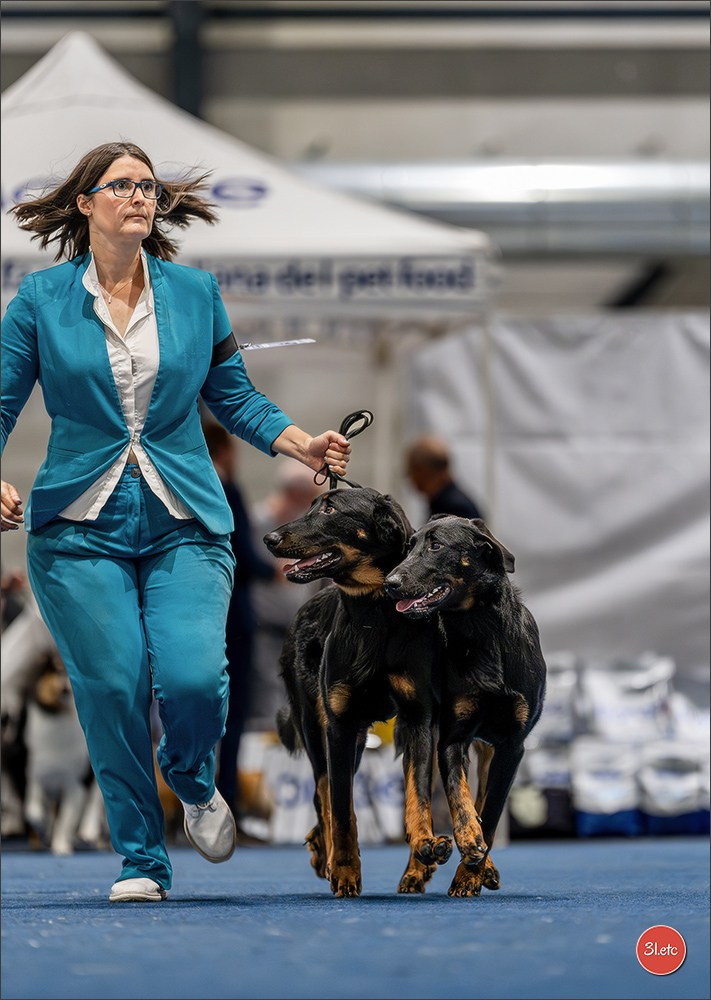 Dog Show Liege 🇧🇪 2026