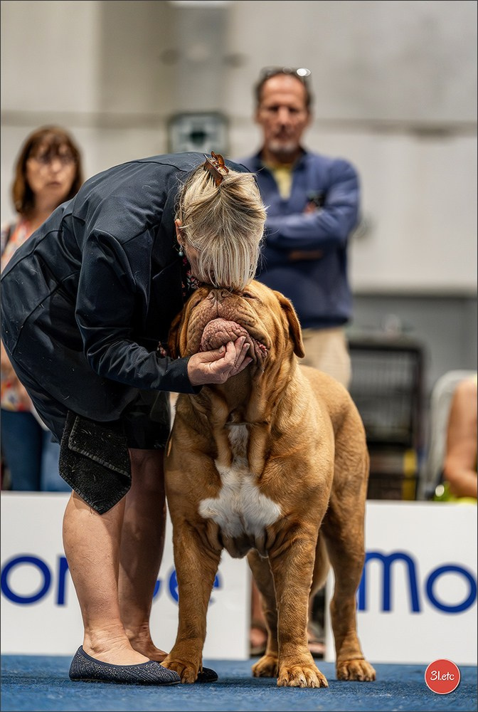 Dog Show Liege 🇧🇪 2026