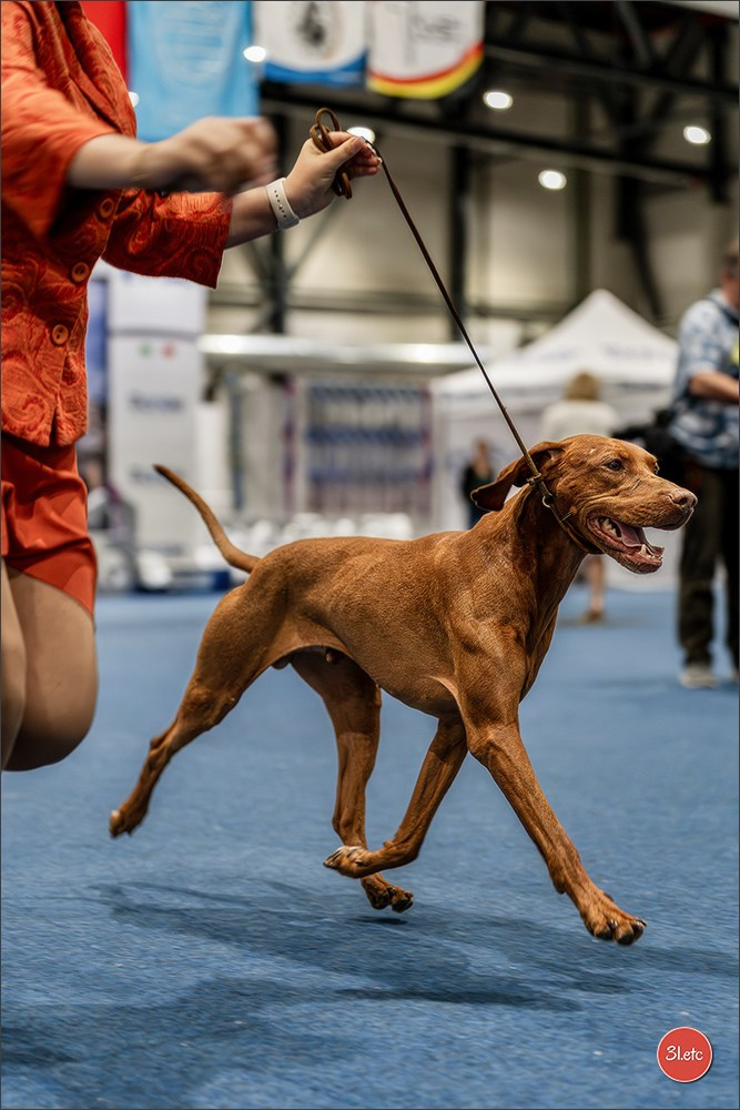 Dog Show Liege 🇧🇪 2026