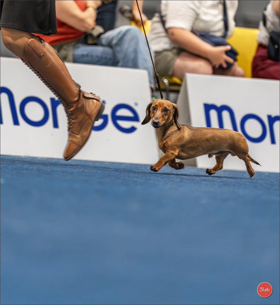 Dog Show Liege 🇧🇪 2026