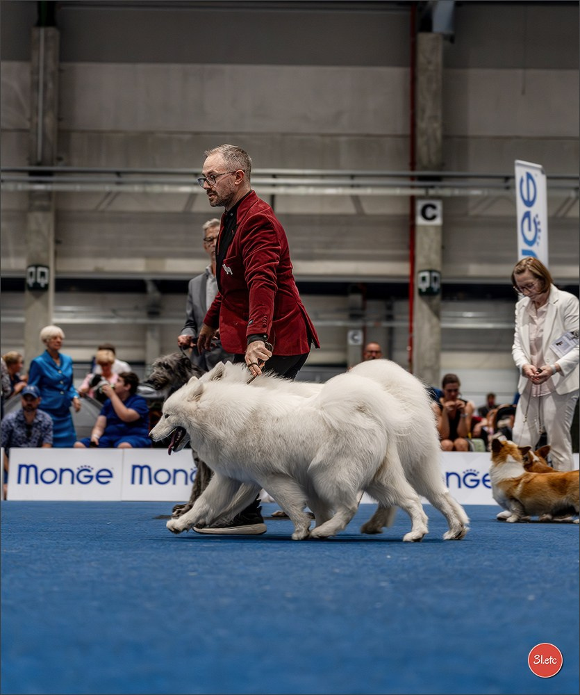 Dog Show Liege 🇧🇪 2026