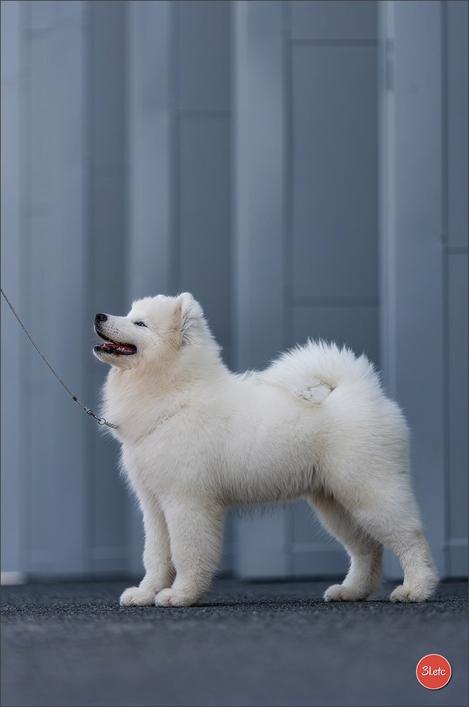 Dog Show Liege 🇧🇪 2026