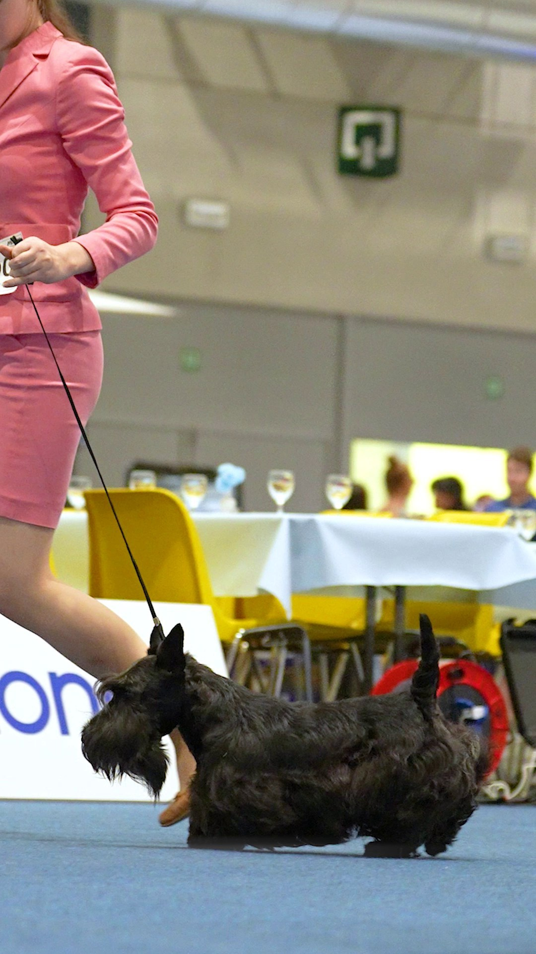 Dog Show Liege 🇧🇪 2026
