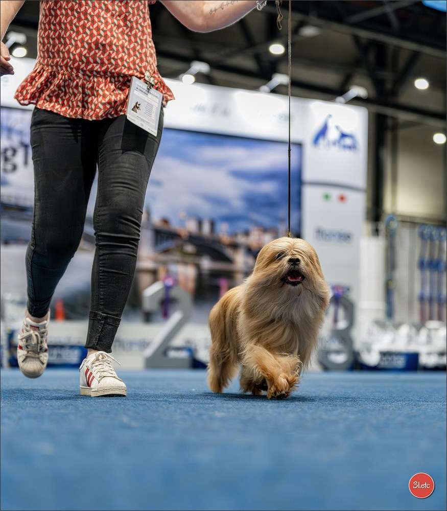 Dog Show Liege 🇧🇪 2026