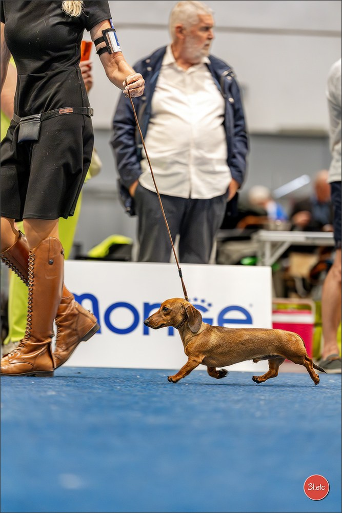 Dog Show Liege 🇧🇪 2026