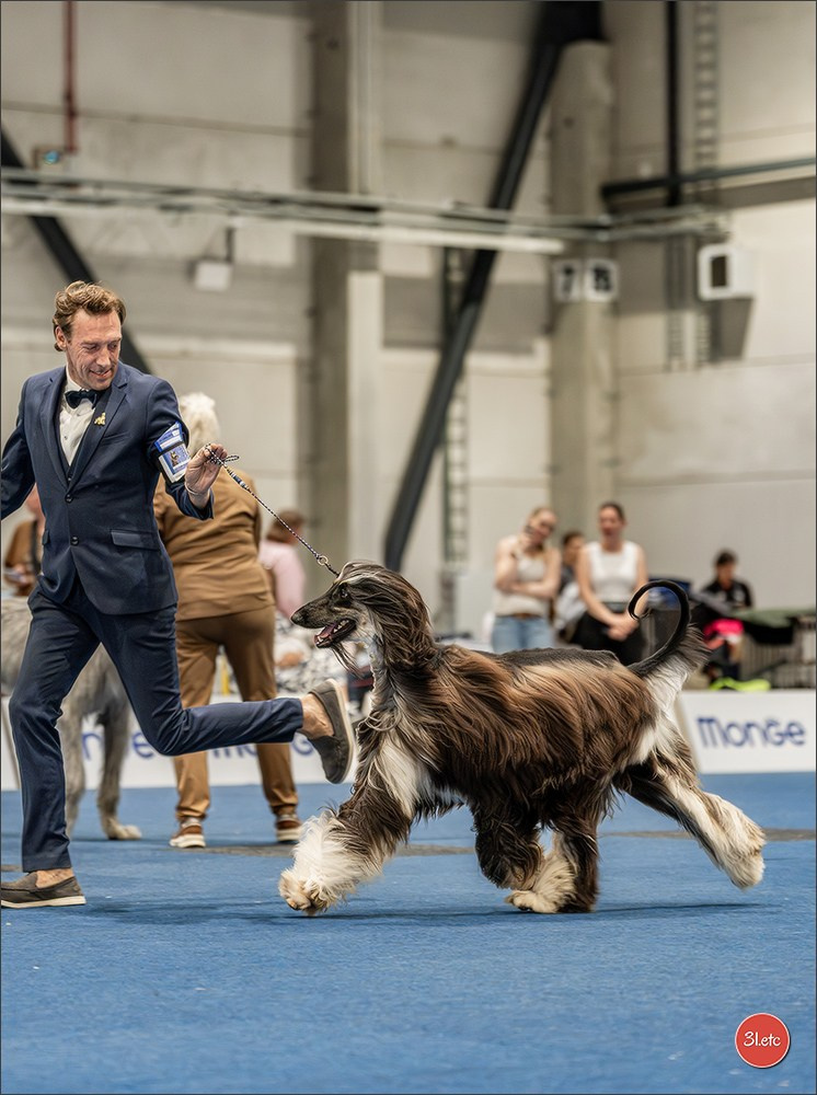 Dog Show Liege 🇧🇪 2026