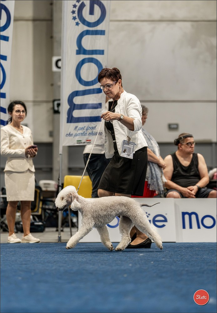 Dog Show Liege 🇧🇪 2026