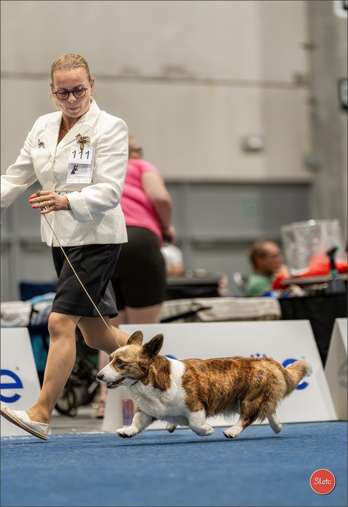 Dog Show Liege 🇧🇪 2026