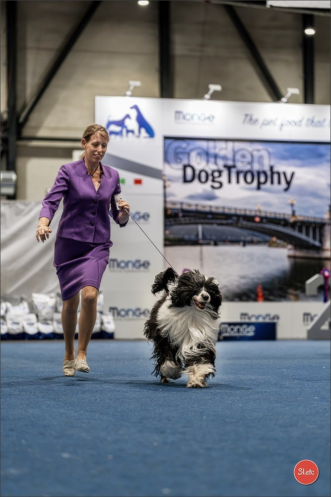 Dog Show Liege 🇧🇪 2026