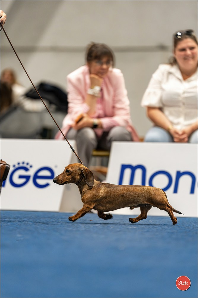 Dog Show Liege 🇧🇪 2026