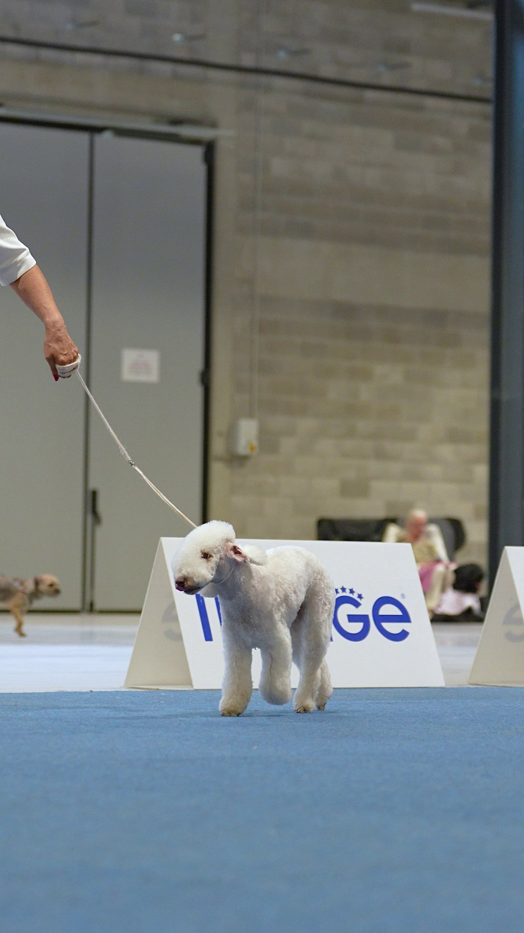 Dog Show Liege 🇧🇪 2026