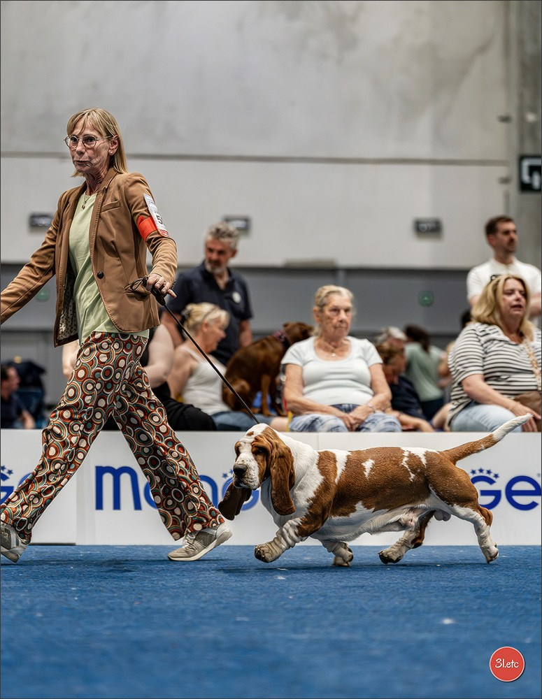 Dog Show Liege 🇧🇪 2026
