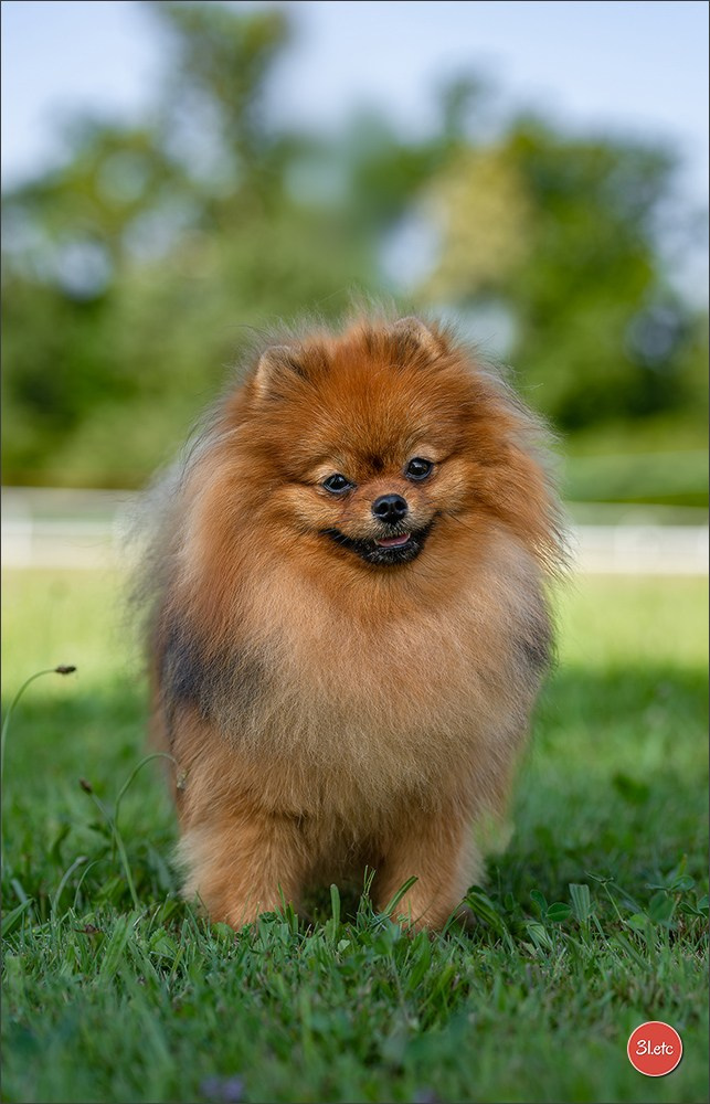 🇨🇭 Aarau Dog Show 2026