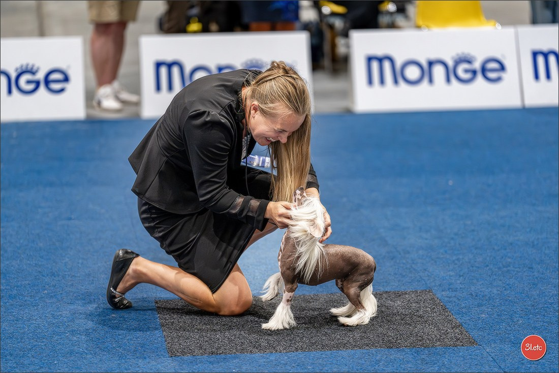 Dog Show Liege 🇧🇪 2026